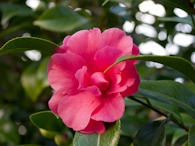 423955782 Camellia